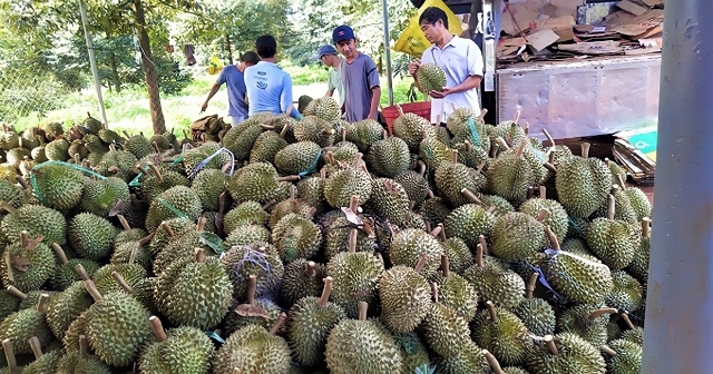 Hàng trăm tấn sầu riêng của HTX Nông Thành Phát được doanh nghiệp, thương lái đến tận vườn thu mua