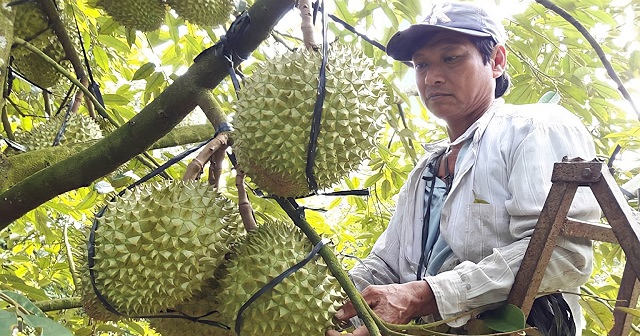 Trái sầu riêng trên vùng đất đỏ bazan đang mở ra một triển vọng mới, nâng cao thu nhập bà con Phú Riềng