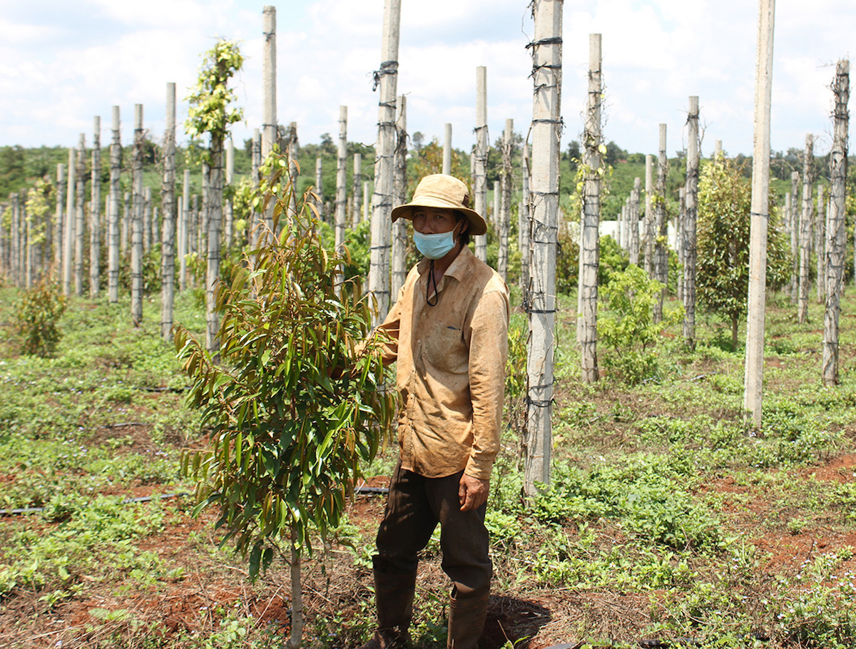 Giá tiêu đang dao động trong khoảng 76.000 - 79.000 đồng/kg.