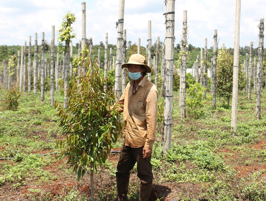 Giá tiêu đang dao động trong khoảng 76.000 - 79.000 đồng/kg.