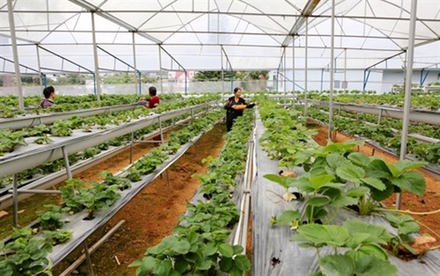 Vườn dâu được trồng trong nhà màng theo công nghệ tiên tiến của HTX Trường Anh đảm bảo chất lượng quả an toàn.