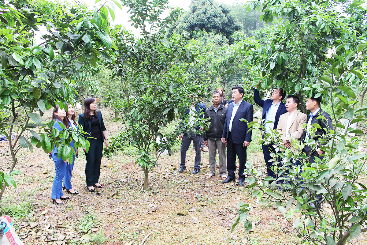 Các chính sách hỗ trợ được triển khai hiệu quả mang lại nhiều lợi ích cho người dân trên địa bàn huyện.