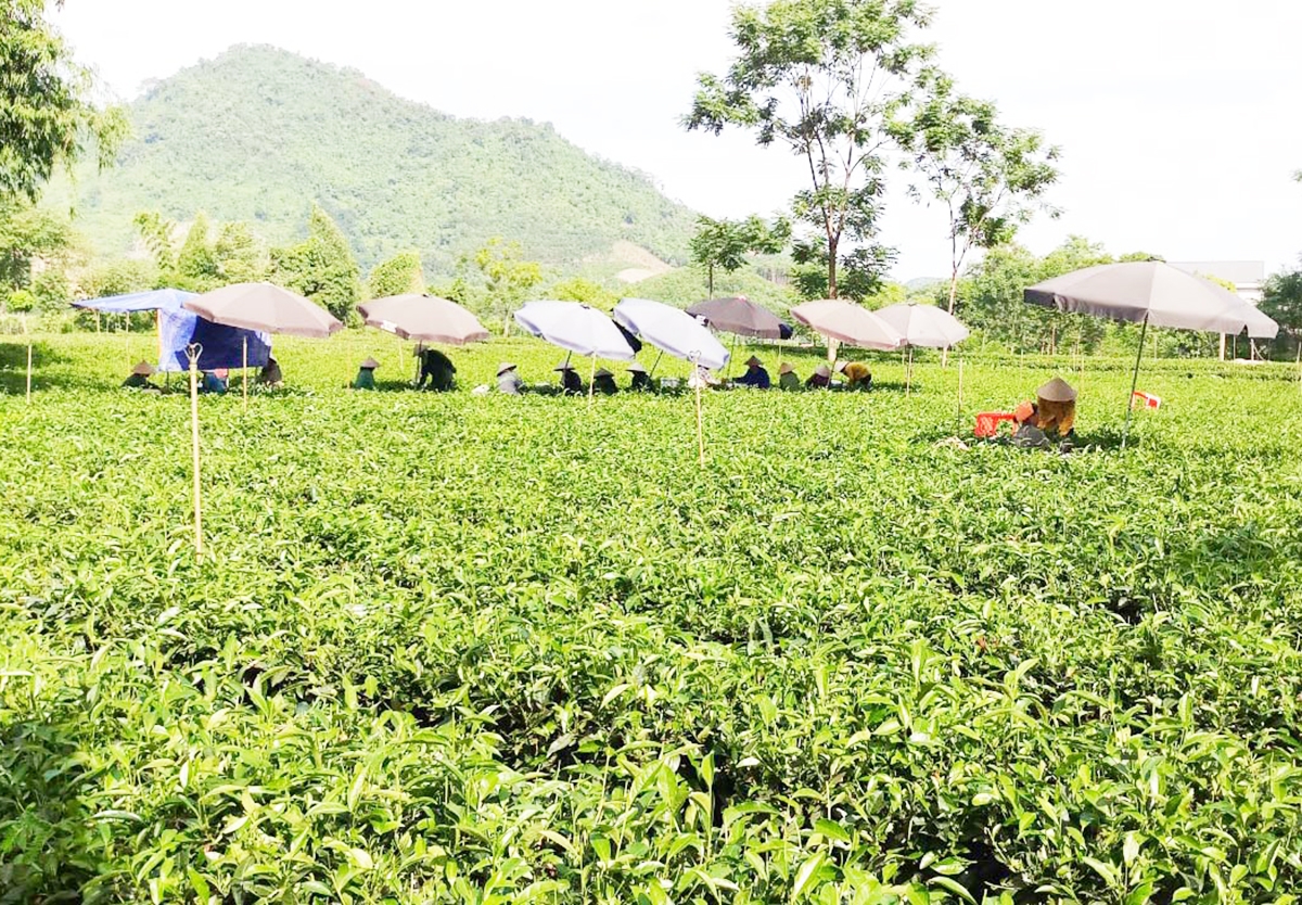 Huyện đang thực hiện nhiều chính sách hỗ trợ về kỹ thuật để giúp người dân thay đổi tư duy, nâng cao hiệu quả sản xuất.