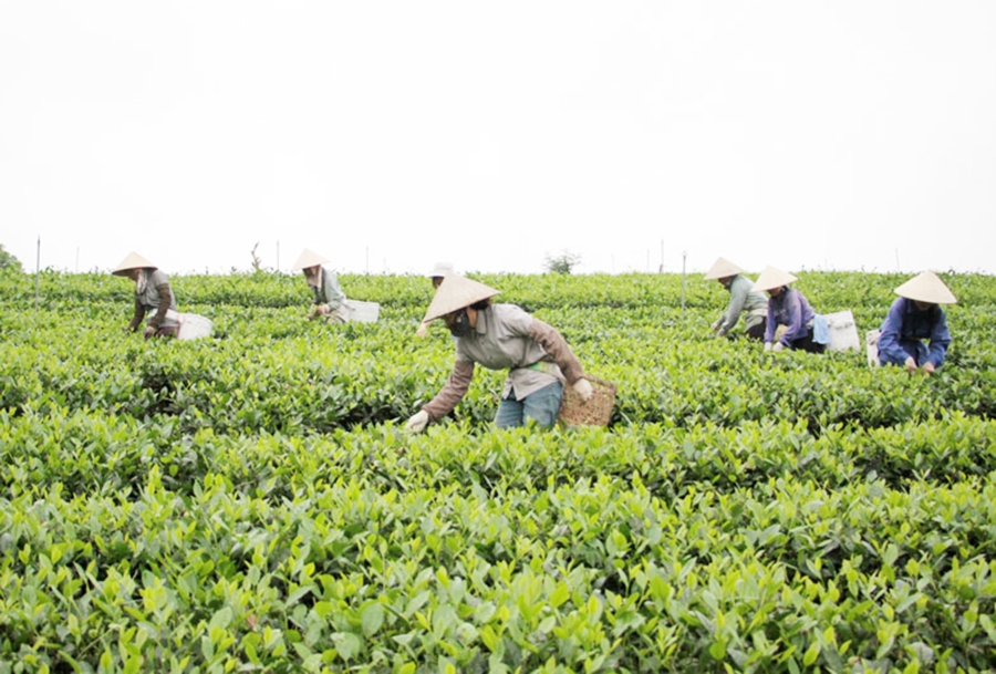 Các HTX đang góp phần nâng cao giá trị các cây trồng thế mạnh trên địa bàn huyện Đồng Hỷ.