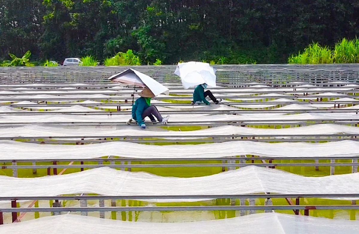 Các điển hình như HTX miến Việt Cường trở thành điểm tựa trong sản xuất của người dân địa phương.