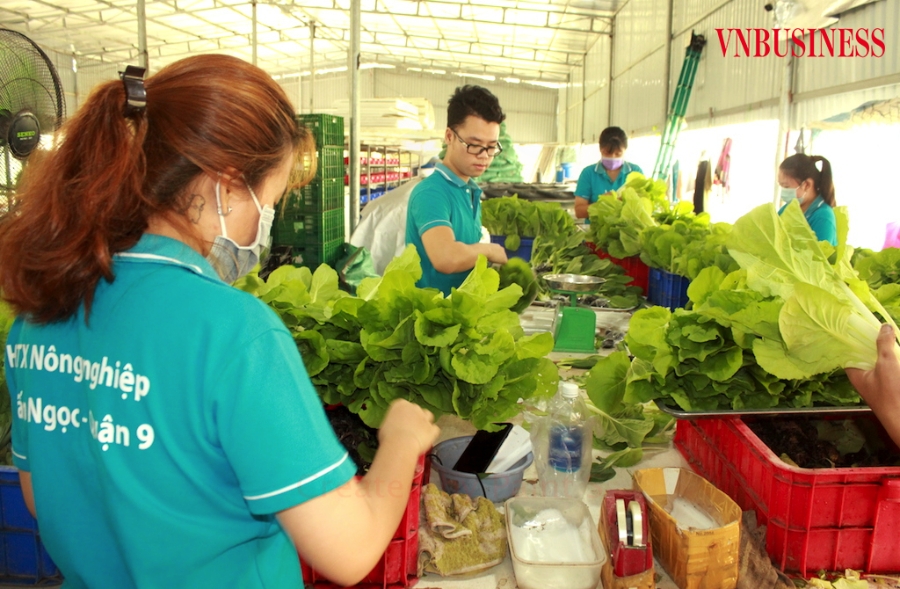 Giữa khó khăn do dịch Covid-19, các HTX mong muốn ngoài một số giải pháp khẩn trương nhằm hỗ trợ thì cần tháo gỡ các bất cập về chính sách đang cản trở sức phát triển của khu vực kinh tế này.