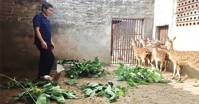 Nhiều thành viên HTX, tổ hợp tác tại huyện Nho Quan tham gia mô hình nuôi hươu lấy nhung có thu nhập hàng tỷ đồng