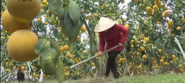 Hoà Bình đã và đang khuyến khích người dân phát triển cây ăn quả theo hướng tập trung nhằm đảm bảo đầu ra cho sản phẩm.