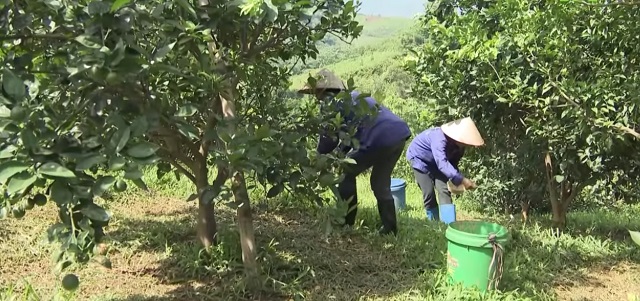 Các HTX đang là đầu tàu trong xóa đói, giảm nghèo tại địa phương.