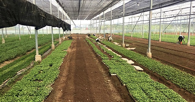 HTX Hương Ngải mạnh dạn đầu tư mô hình rau VietGAP mang lại hiệu quả cao.