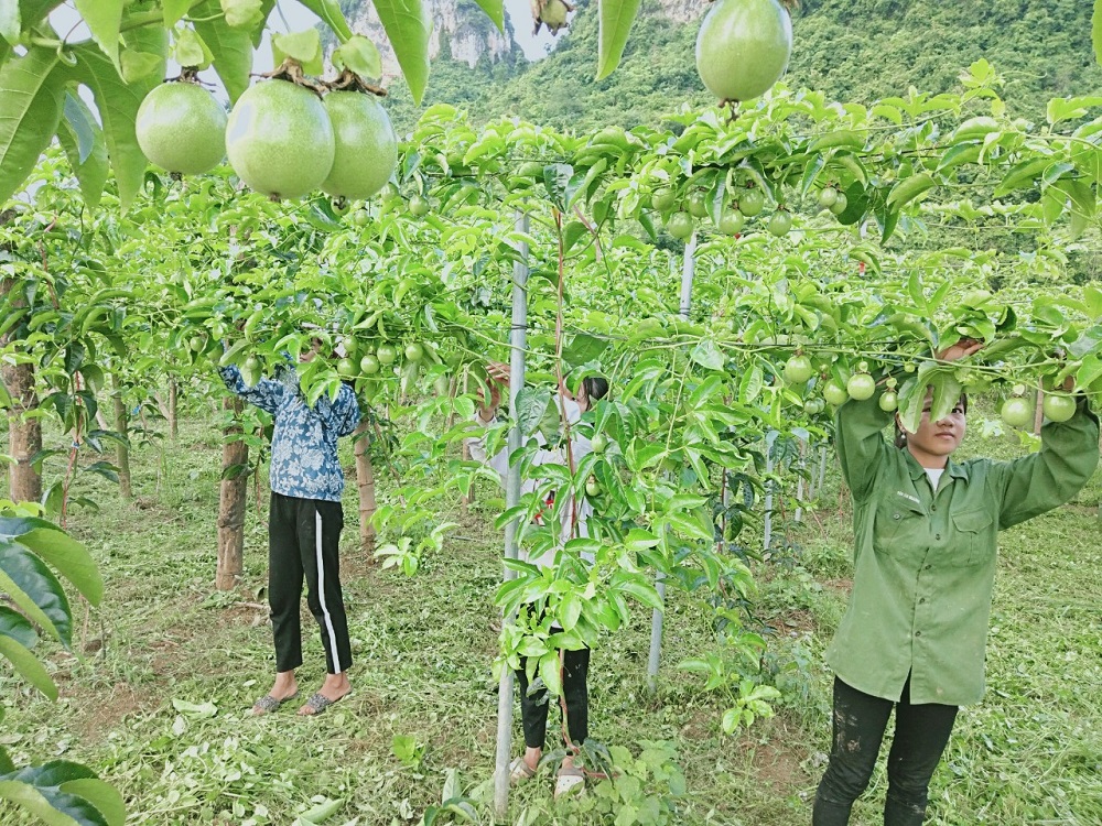 Người dân xã Lê Lai chăm sóc cây chanh leo.