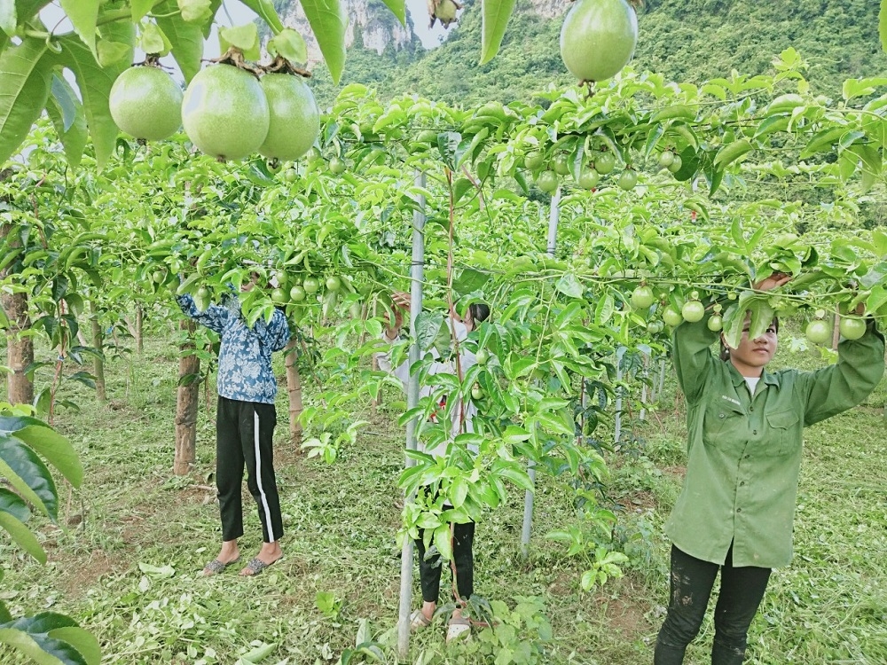 Người dân xã Lê Lai chăm sóc cây chanh leo.