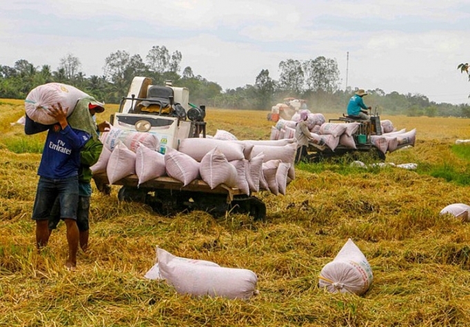 Thành công trong XK lúa gạo cần được đo bằng lợi nhuận của người nông dân.