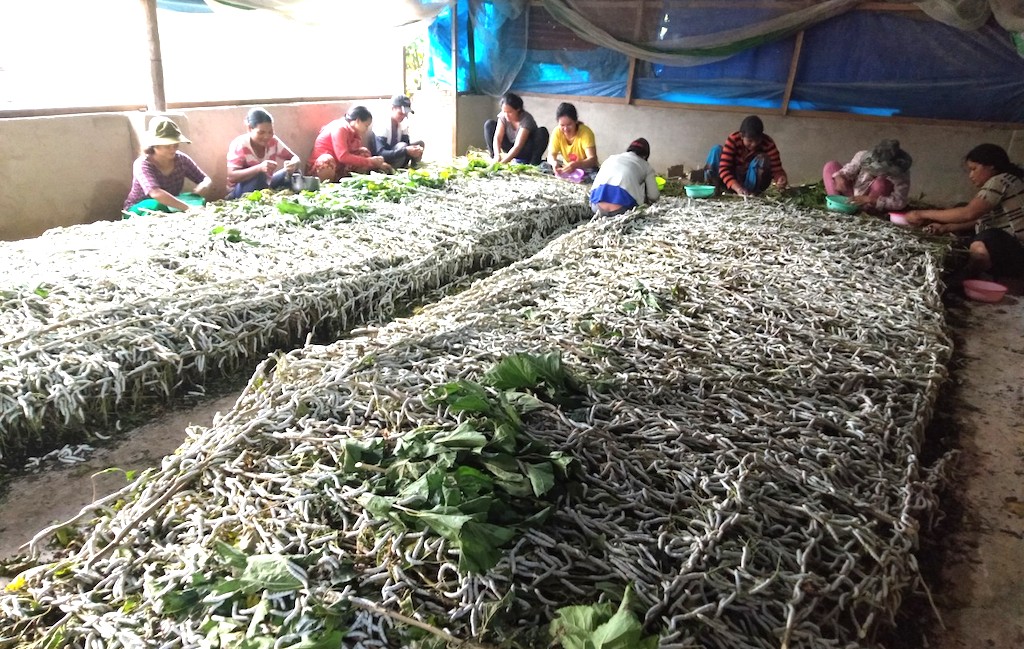 Mô hình trồng dâu, nuôi tằm đang được nhân rộng cho bà con dân tộc thiểu số ở huyện Di Linh.