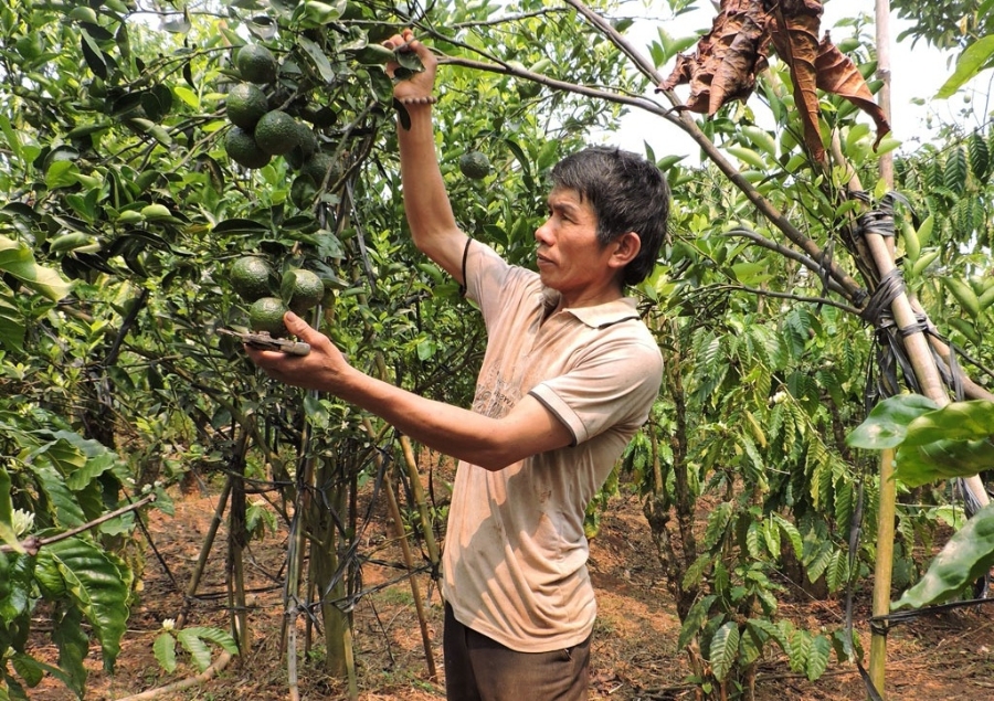 Nhiều hộ dân tộc thiểu số ở huyện Di Linh mạnh dạn thực hiện mô hình xen canh với cà phê mang lại hiệu quả kinh tế cao.