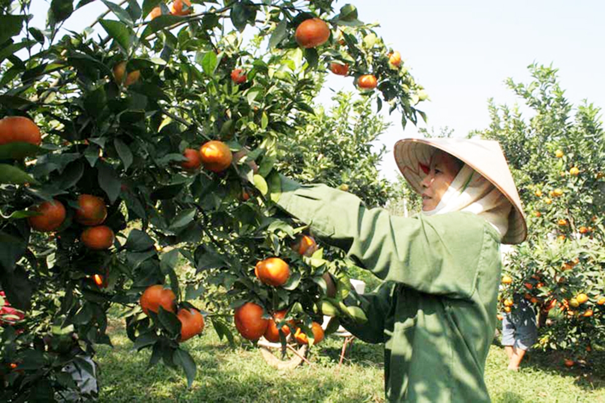 HTX đang góp phần nâng tầm cây thế mạnh, nâng cao thu nhập cho người dân tộc thiểu số huyện Kim Bôi.