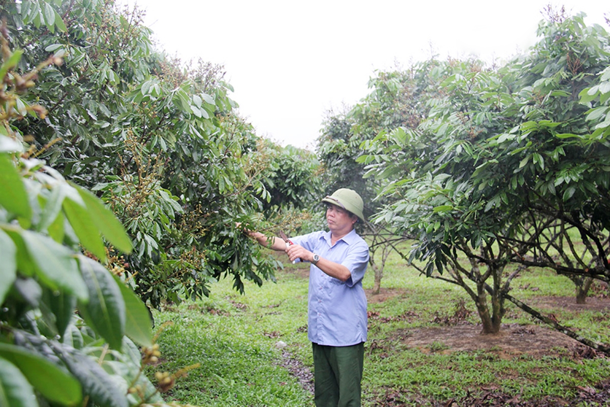 Liên kết là chìa khóa giúp nông dân nâng cao hiệu quả sản xuất, tăng cạnh tranh của sản phẩm trên thị trường.