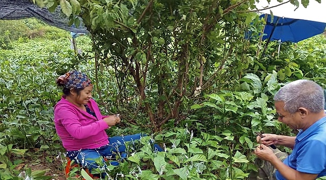 HTX Suối Voi hướng dẫn bà con thực hiện ghép dổi ăn hạt ngay tại vườn.