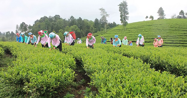 Vượt qua không ít những khó khăn, huyện Mường Khương xây dựng thành công vùng sản xuất tập trung hàng hóa lớn.