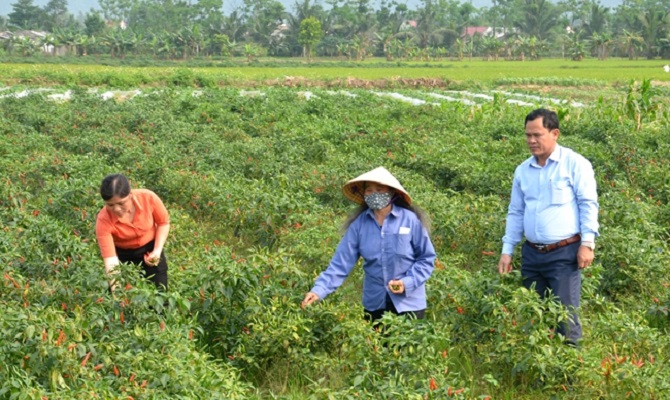 HTX Xuân Lộc hỗ trợ người dân trồng cây ớt hàng hóa để nâng cao thu nhập.