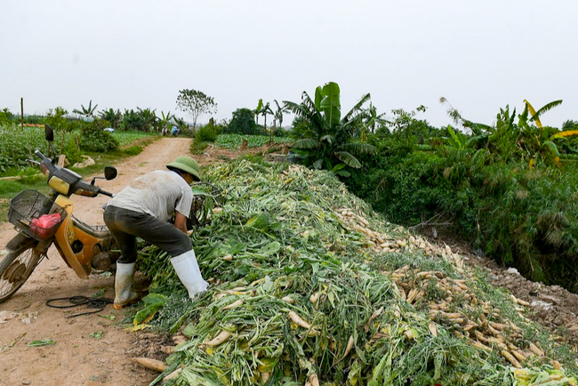 Nếu có kho lạnh bảo quản, củ cải của người nông dân Mê Linh đã không bị đổ bỏ (ảnh: TL).