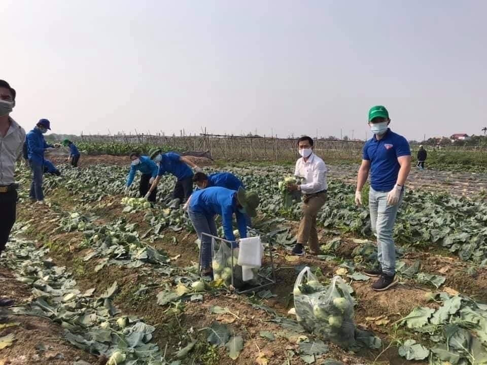 Nông sản của bà con nông dân Hải Dương phải nhờ đến chương trình bán rau giải cứu từ các tỉnh thành khác với giá vô cùng rẻ, chỉ khoảng 40.000 đồng cho 20 củ su hào.