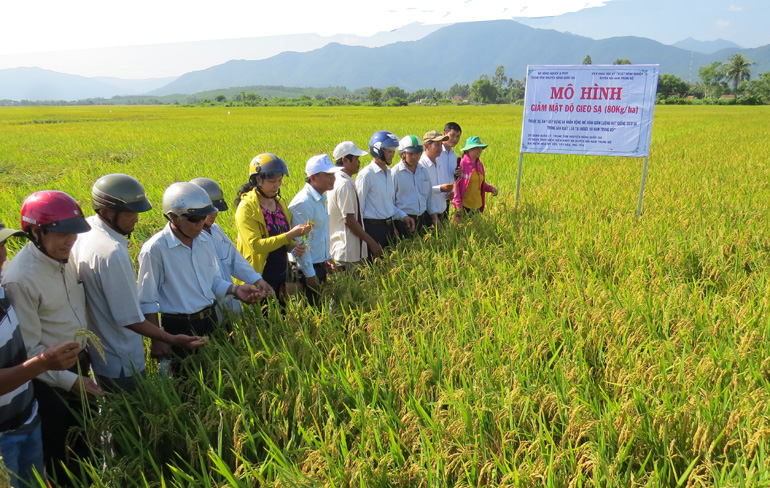 Mô hình sản xuất lúa giảm mật độ gieo sạ tại xã Hòa Mỹ Tây (huyện Tây Hòa).