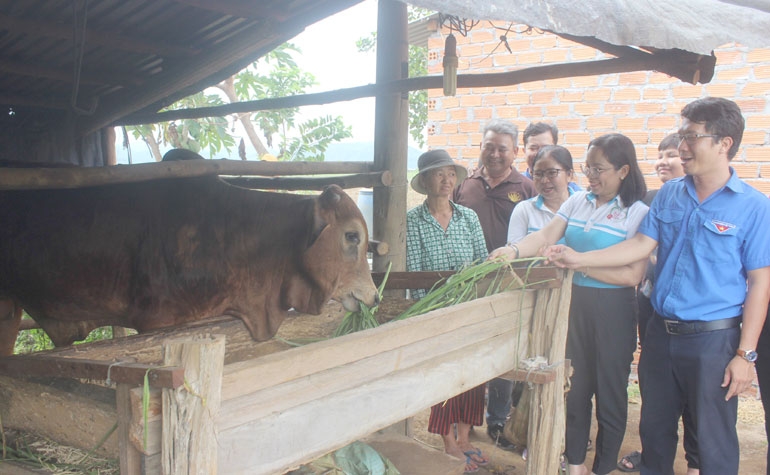 Nhiều hộ gia đình DTTS ở xã Sơn Thành Đông, huyện Tây Hòa đã thoát nghèo nhờ được hỗ trợ vốn để mua con giống và hướng dẫn kỹ thuật chăn nuôi.