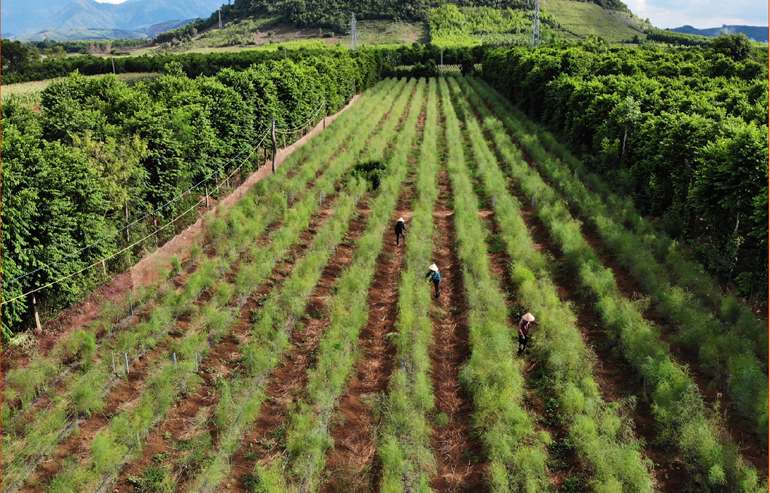 Mô hình trồng măng tây ở xã Sơn Thành Tây mang lại hiệu quả kinh tế khá cao cho người nông dân sẽ được nhân rộng trên địa bàn huyện Tây Hoà.