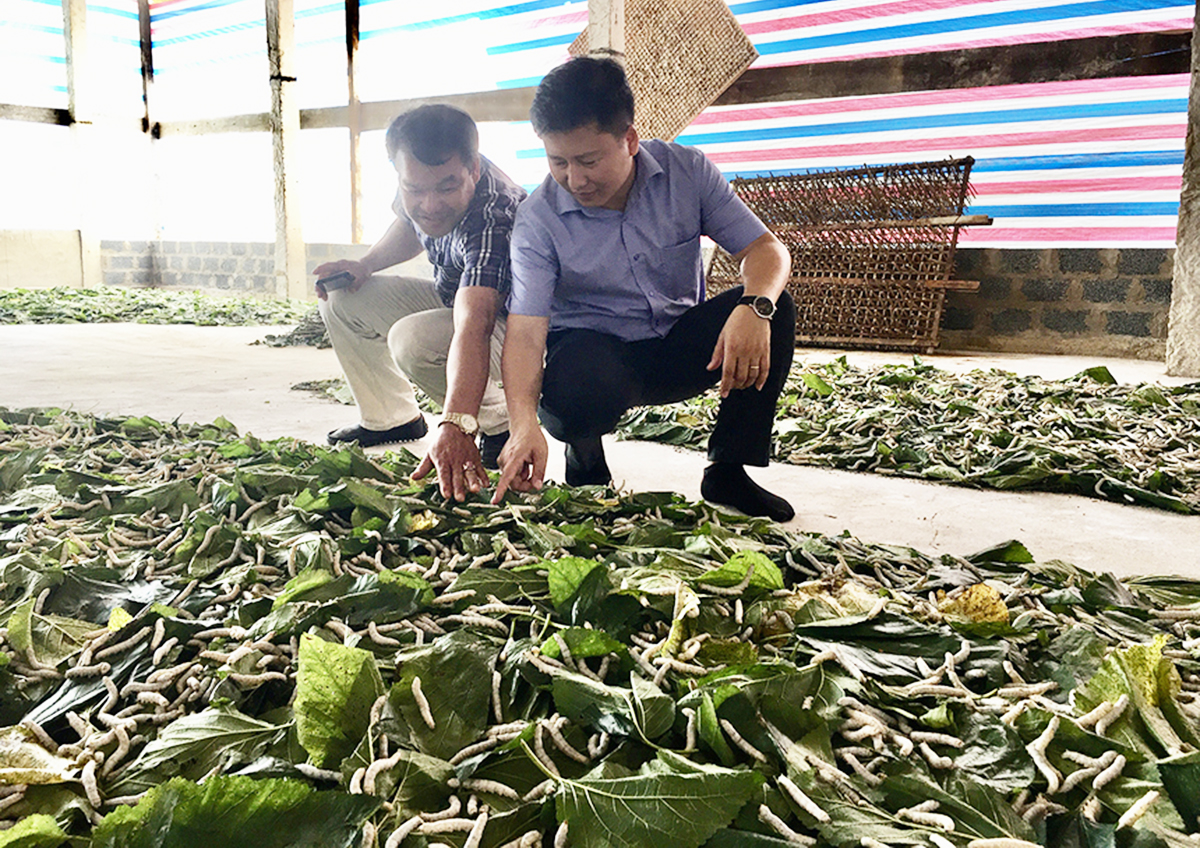 Sự tham gia của các HTX góp phần đưa hoạt động dạy nghề, tạo việc làm ở Văn Chấn nâng cao hiệu quả (Ảnh TL).