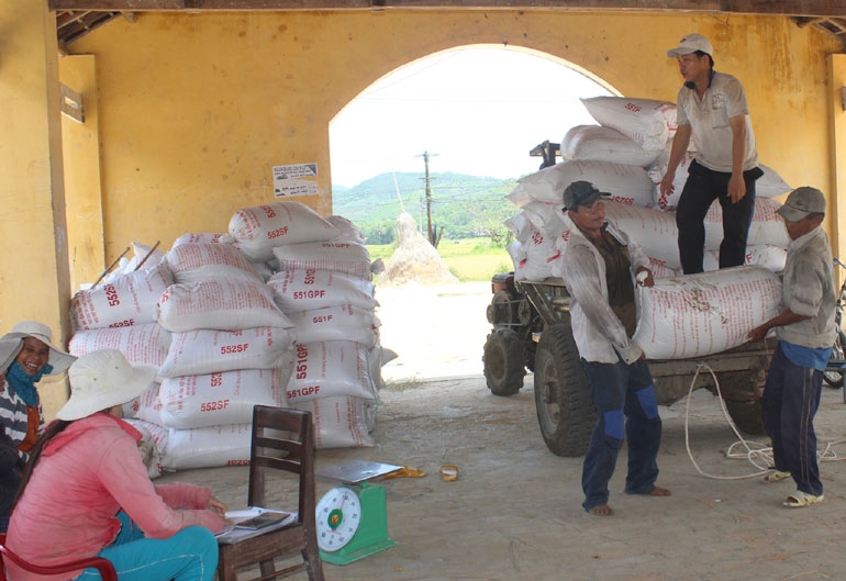 Các HTX nông nghiệp ở huyện Tây Hoà là địa chỉ thu mua lúa tin cậy của bà con nông dân (Ảnh: TL)