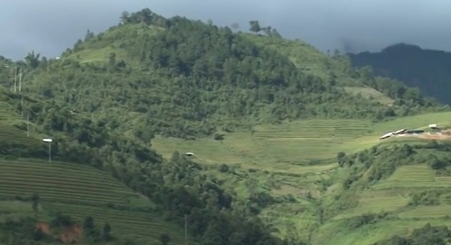 Sơn La đang từng bước chuyển đổi cơ cấu cây trồng, mở rộng diện tích trồng sơn tra.