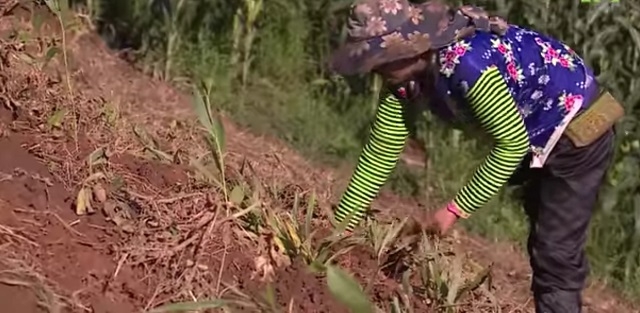 Kỹ thuật nhân giống sơn tra đang được bà con DTTS ứng dụng nhằm đem lại năng suất cao.