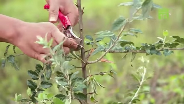 Việc lai ghép, cải tạo cây sơn tra đã tạo ra sản phẩm đồng nhất về chất lượng.