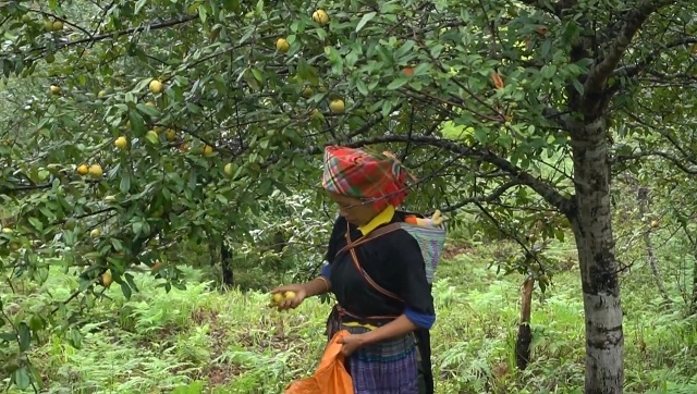 Sơn tra đang là cây trồng chủ lực trong xóa đói, giảm nghèo cho bà con dân tộc tỉnh Sơn La.