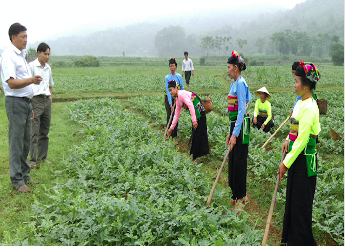 Nông thôn mới gắn với quá trình phát triển sản xuất.
