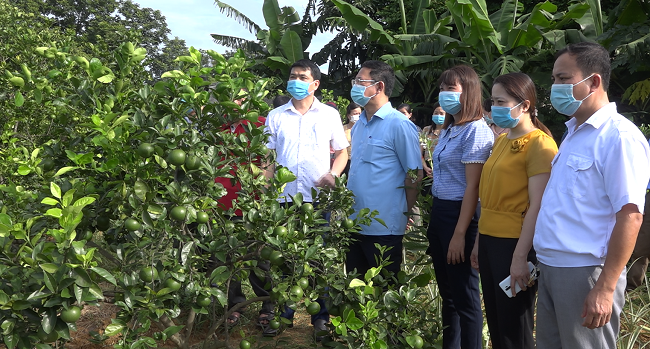 Huyện Ngọc Lặc đẩy mạnh phát triển nông nghiệp công nghệ cao, trong đó HTX, doanh nghiệp là mắt xích quan trọng trong chuỗi giá trị.