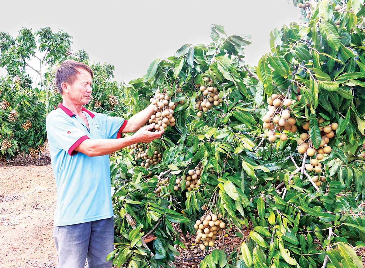 Người dân huyện Kông Chro mạnh dạn chuyển đổi cơ cấu cây trồng, đem lại hiệu quả kinh tế cao.
