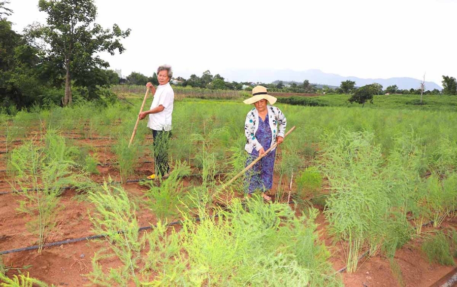Thành viên HTX nông nghiệp và dịch vụ An Nhiên chuyển đổi một số diện tích canh tác kém hiệu quả sang trồng măng tây cho thu nhập cao.