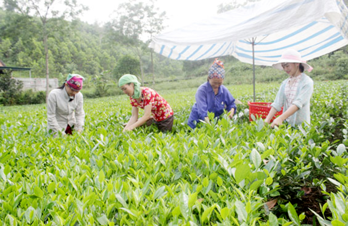 Chè đang là cây kinh tế chủ lực của xã Văn Hán trong việc xây dựng nông thôn mới nâng cao (Ảnh TL).