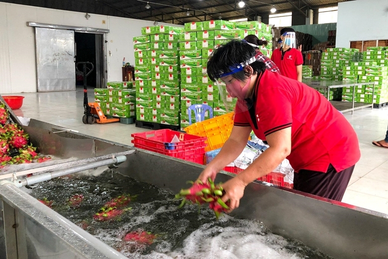 Các HTX có thể liên kết với nhau để cung cấp khối lượng sản phẩm nông sản lớn cho nhà phân phối.