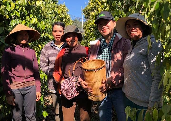 Thành viên và người lao động của HTX Nam Yang chuẩn bị thu hoạch hồ tiêu.