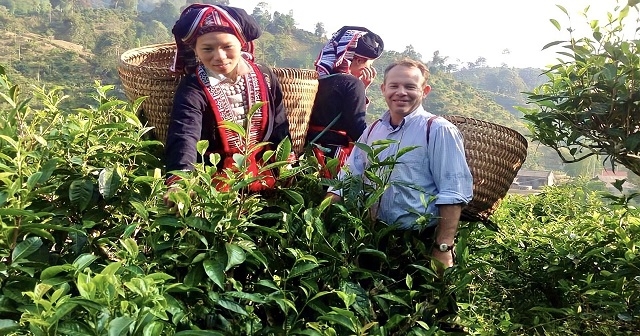 Nhờ có thiên nhiên ưu đãi, chè Phìn Hồ có chất lượng vượt trội so với các sản phẩm chè khác trên thị trường.