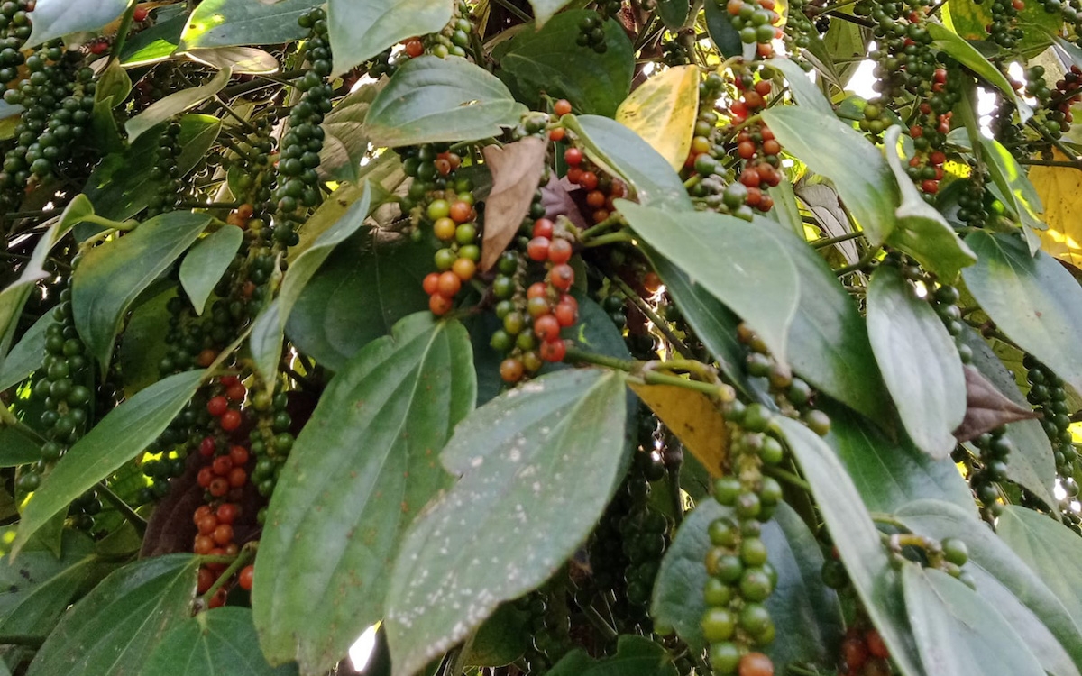 Giá tiêu ngày 1/9 dao động trong khoảng 74.500 - 78.000 đồng/kg.