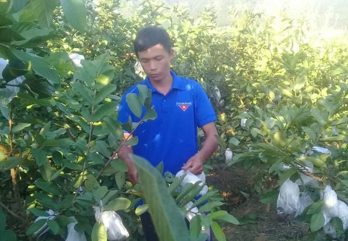 Anh Nùng Văn Nên, Giám đốc HTX Hua Nà thu hoạch ổi để chuẩn bị xuất bán.