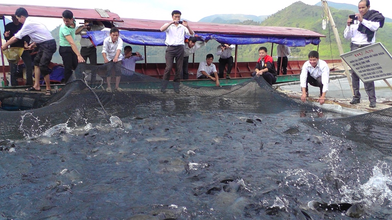 Mô hình nuôi cá lồng của HTX Thẩm Phé, ở xã Mường Kim, huyện Than Uyên đã mang lại hiệu quả kinh tế cao cho thanh niên DTTS.