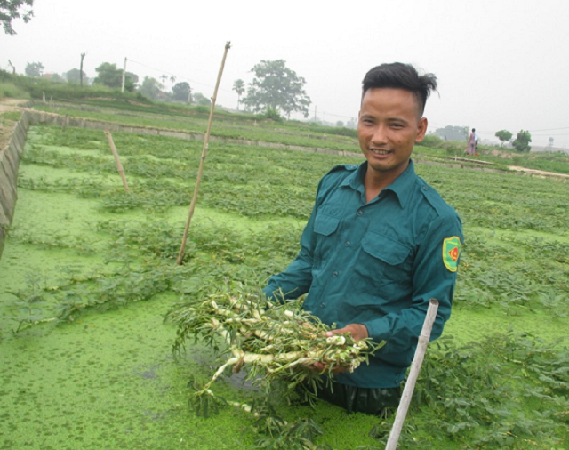 Rau rút là một trong những đặc sản ở xã Yên Hòa được chú trọng phát triển.