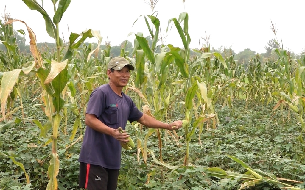 Để phát triển sinh kế cho bà con dân tộc thiểu số, hiện nay huyện Tánh Linh đang hướng đến việc liên kết sản xuất nông nghiệp chất lượng cao theo chuỗi.
