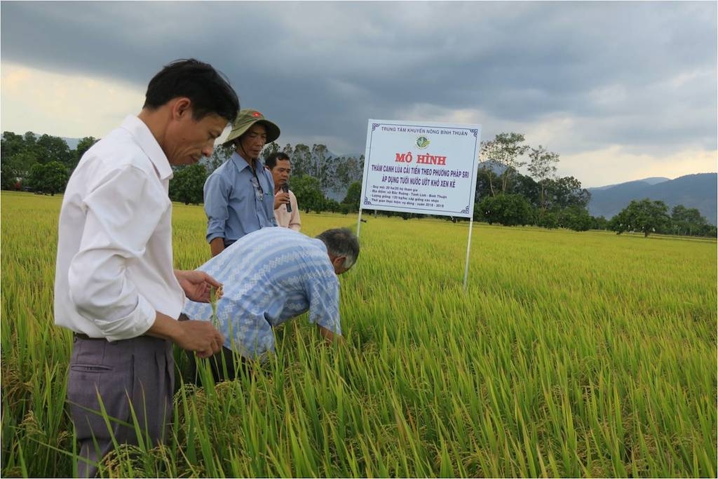 Nhiều HTX ở Tánh Linh đang liên kết với doanh nghiệp xây dựng vùng lúa chất lượng cao nhằm góp phần cải thiện đời sống cho bà con dân tộc thiểu số.