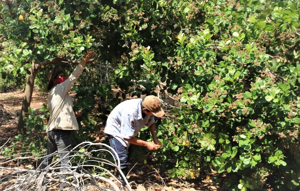 Mô hình trồng thâm canh cây điều giống mới cho bà con dân tộc thiểu số tại xã La Ngâu.